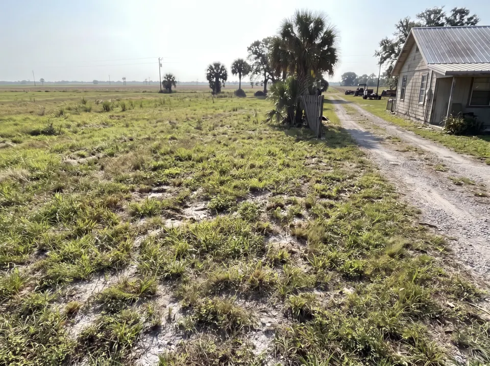 Illustration, after: all branches, fronds and the fence section removed